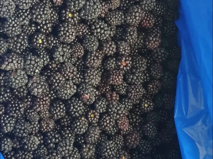 Frozen blackberries